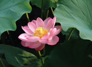 Fior di Loto 1113 0 Fior di loto